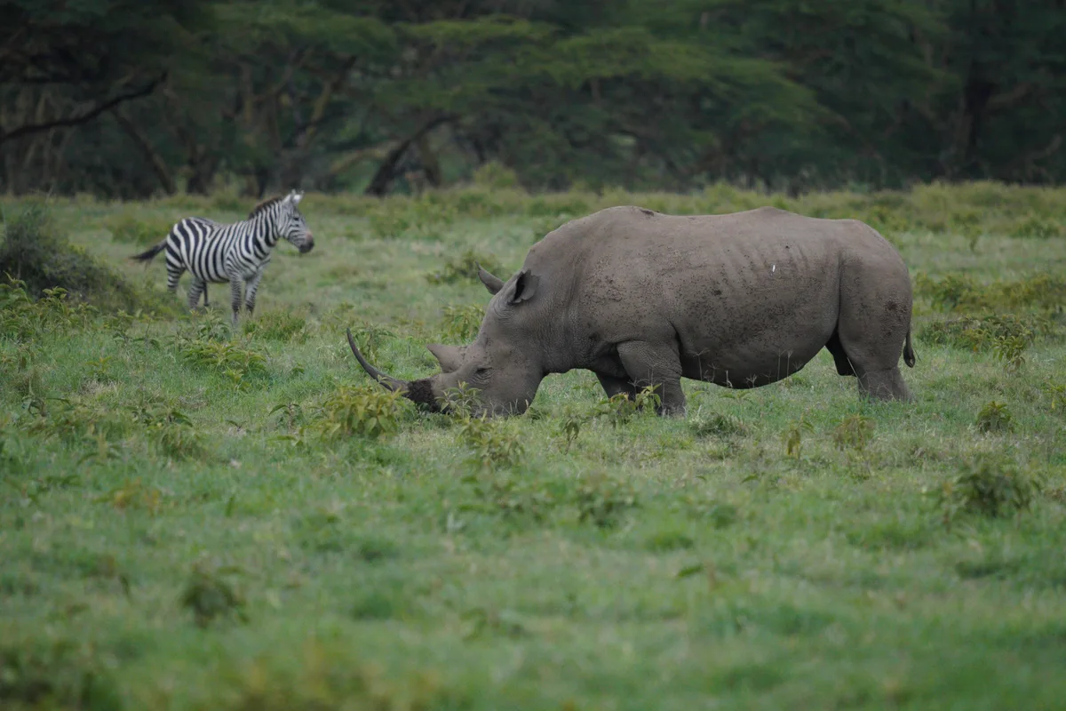 A rhinoceros grazing with a zebra behind it