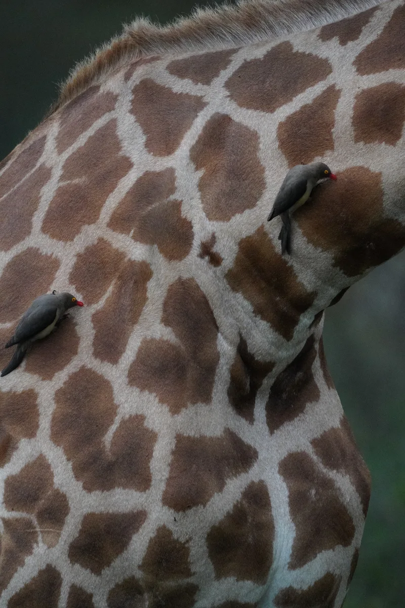 Two red-billed oxpeckers perched on a giraffe's patterned coat