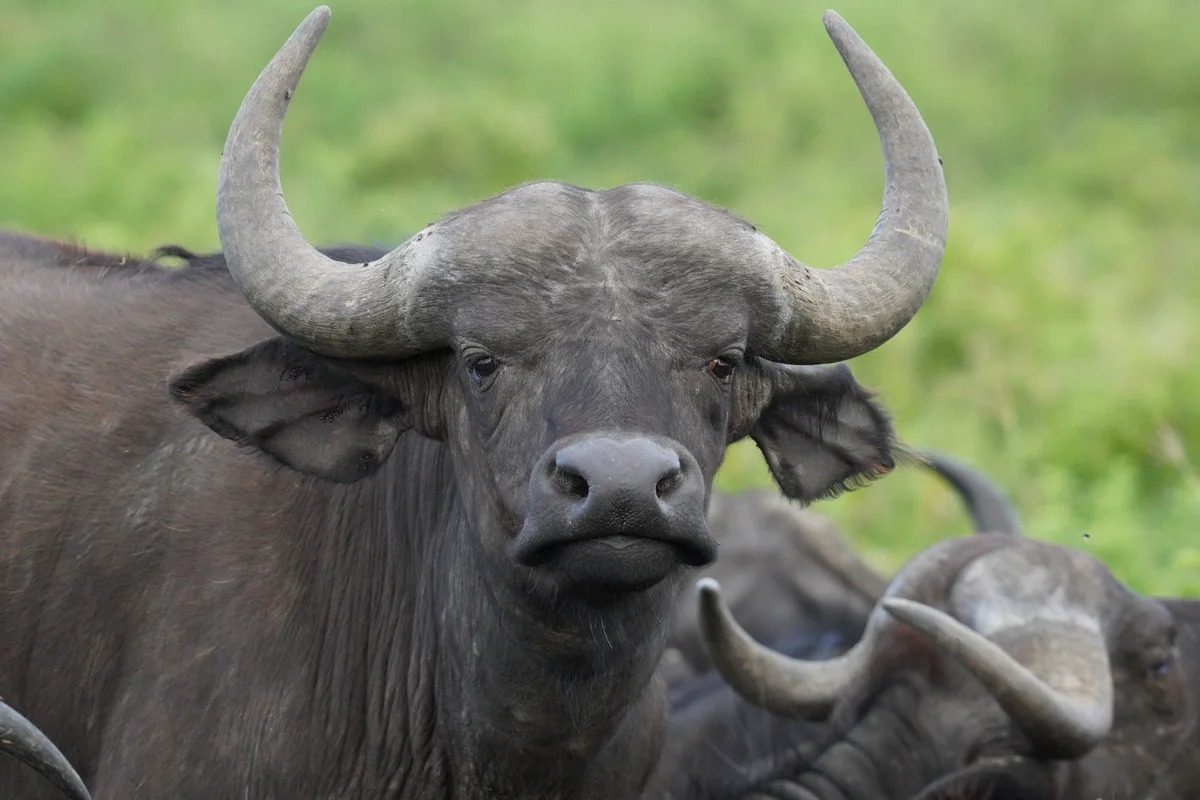 An African buffalo facing the camera with curved horns