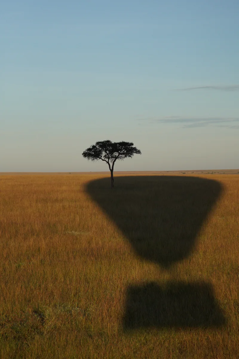 A balloon’s shadow stretching toward a lone acacia tree