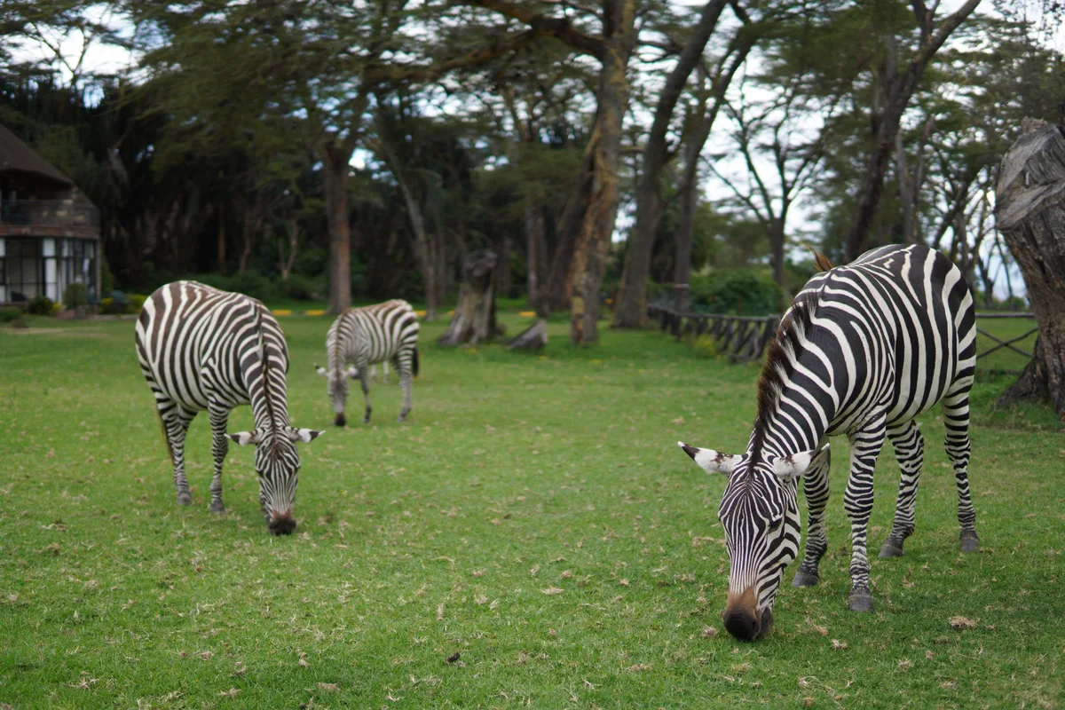 Zebras grazing on a green lawn beside safari lodges