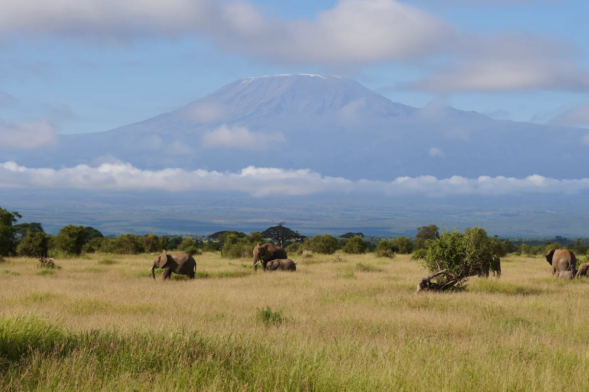 Elephants beneath a cloud-covered Mt. Kilimanjaro