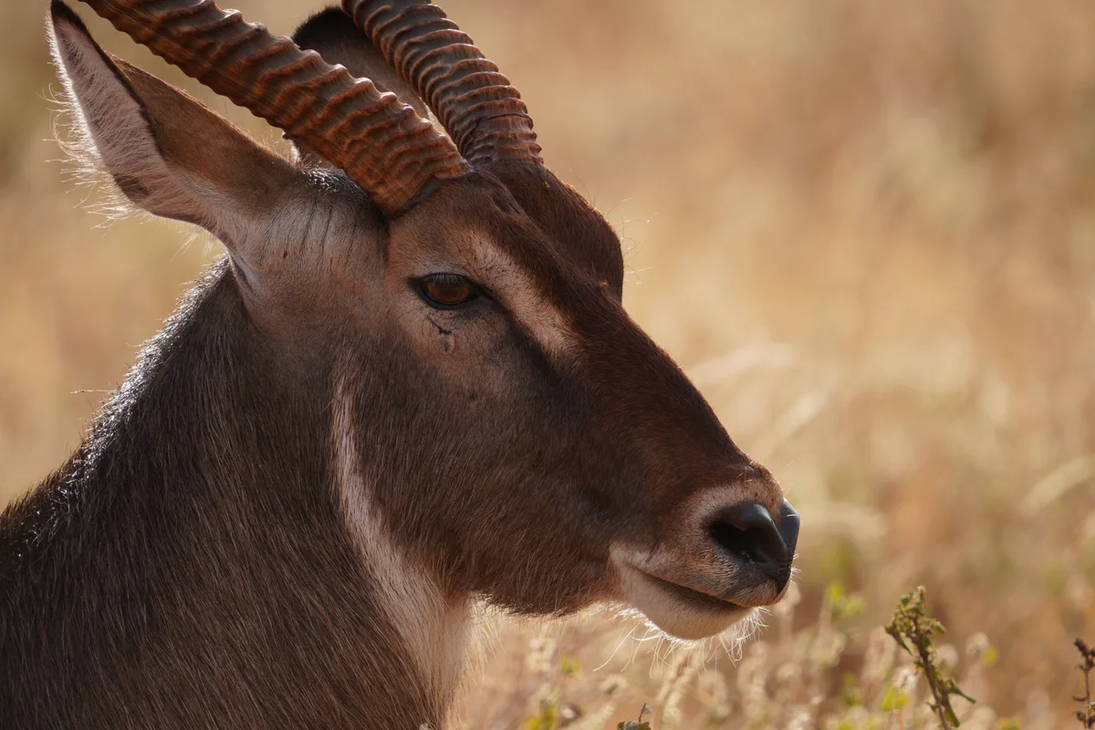 A male waterbuck in profile with ridged horns