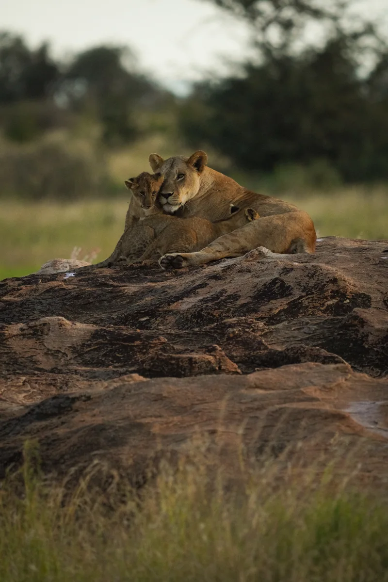 A lioness resting on a rocky outcrop with two cubs