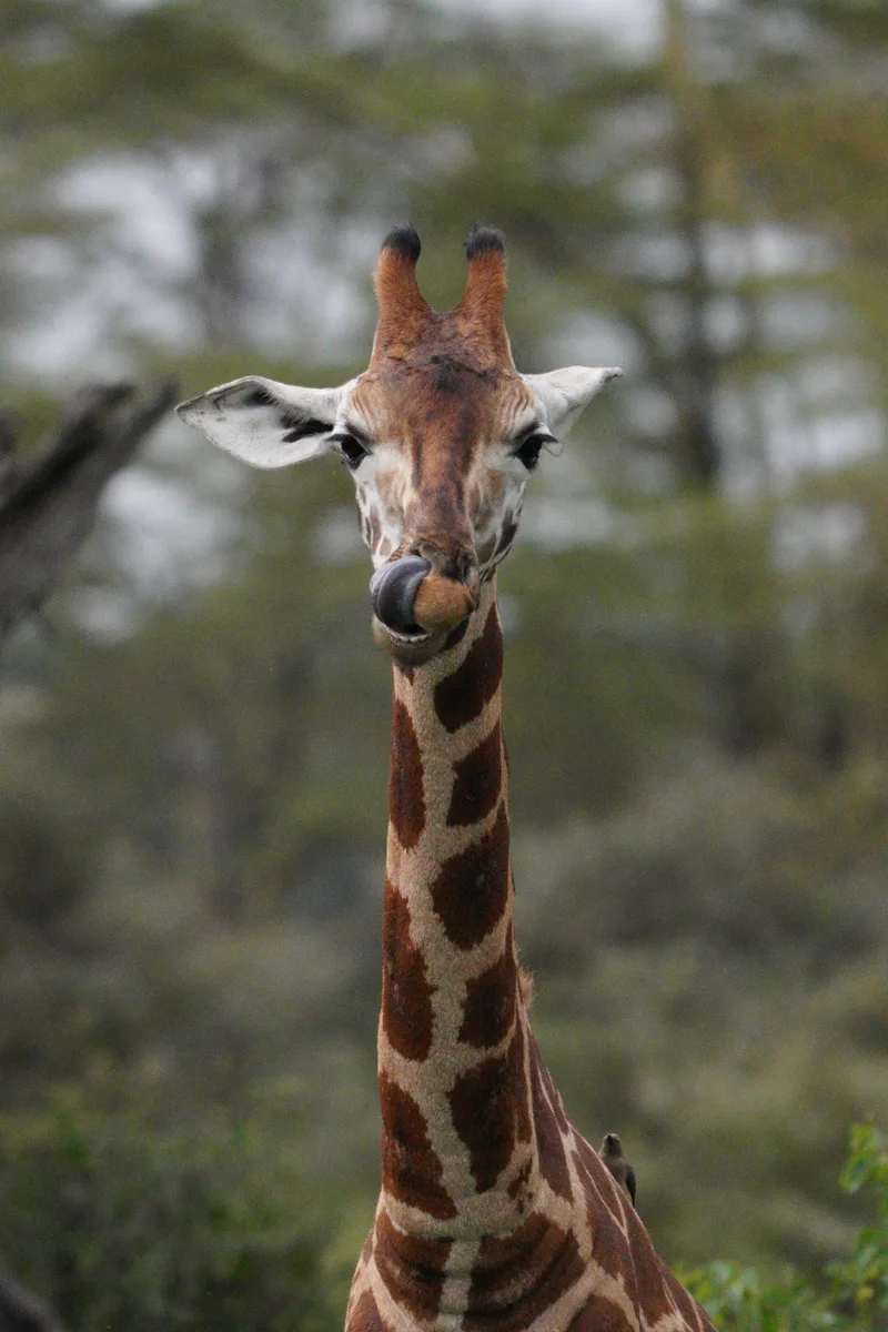 A giraffe looking toward the camera with its tongue of its nose