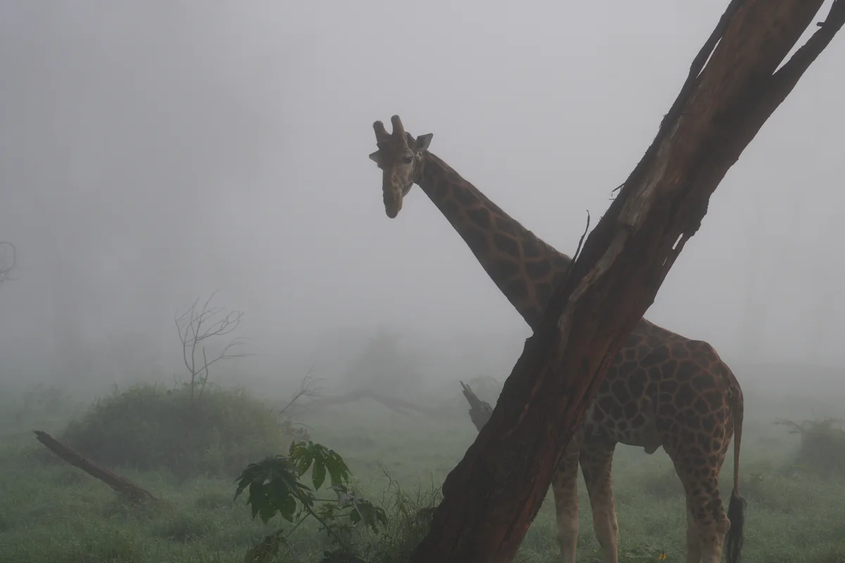 A giraffe beside a leaning tree in misty light