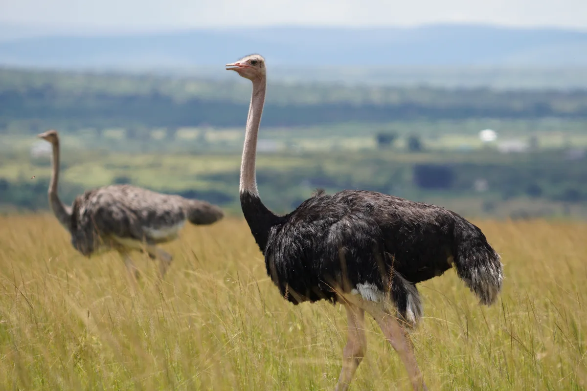 Two ostriches standing in tall grass