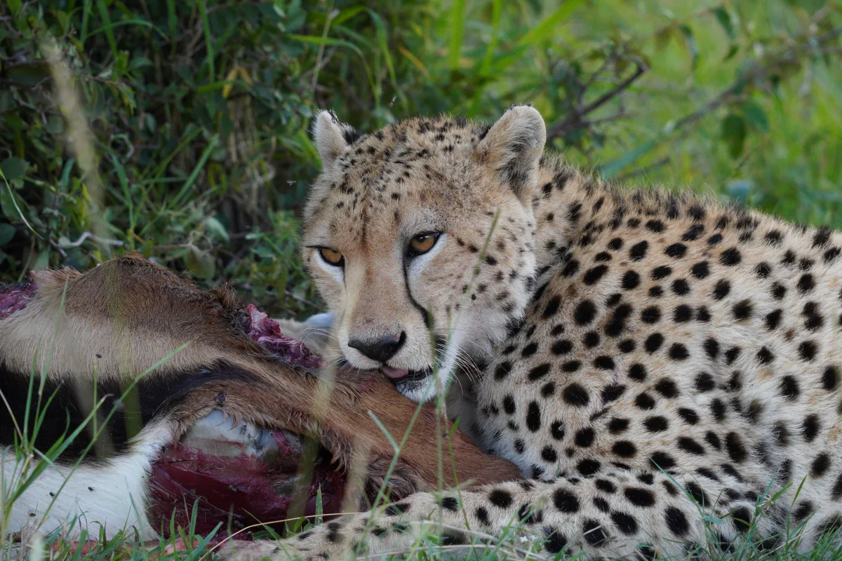 A cheetah resting beside a carcass under leafy branches