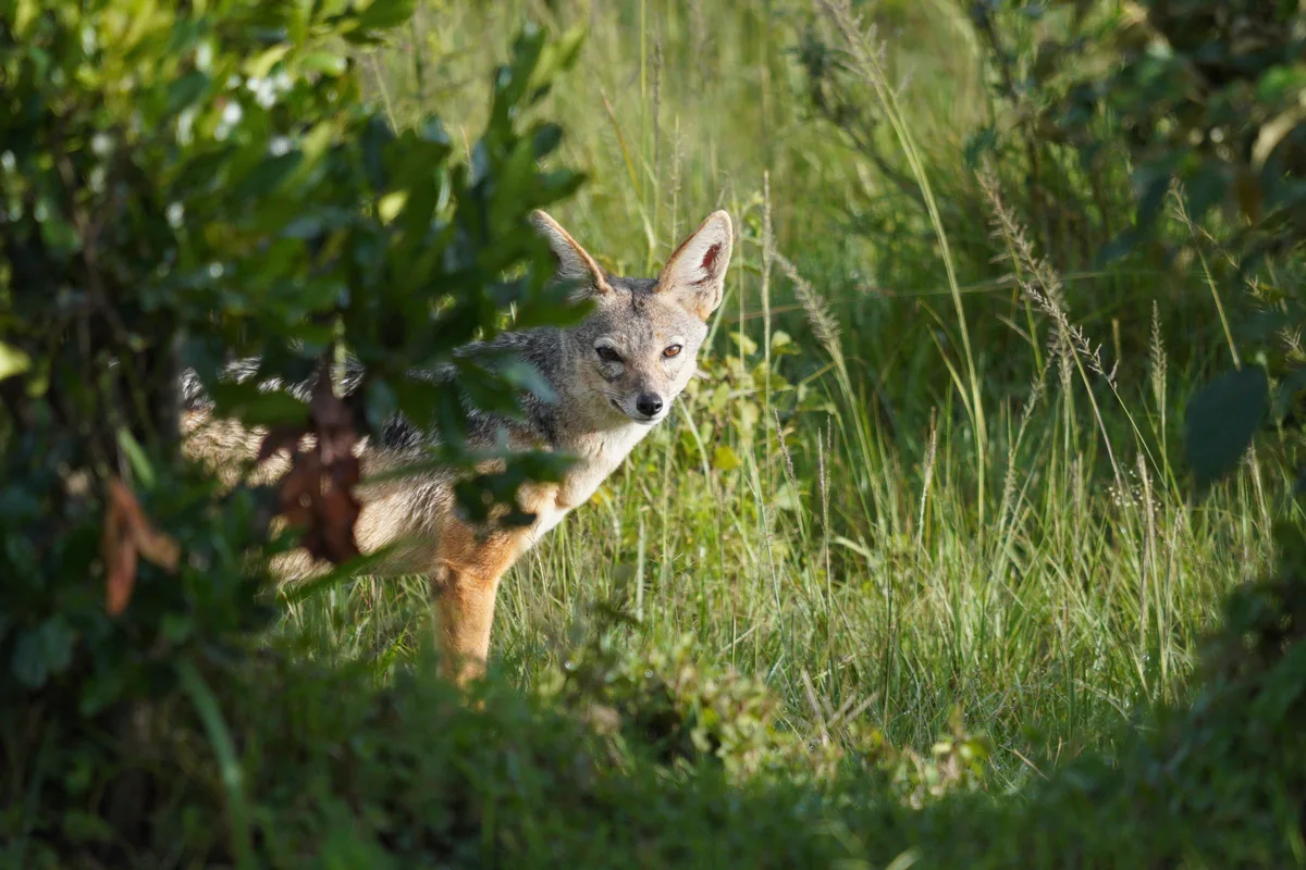 A black-backed jackal peering through green foliage